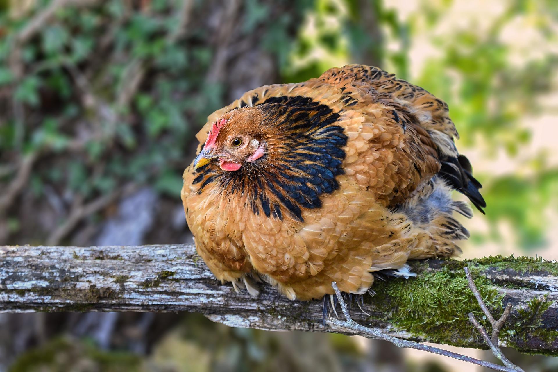 How To Get Rid Of Red Mites In A Chicken Coop